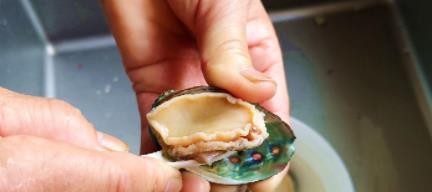 鮑魚洗干凈后怎么保存?活的鮑魚怎么處理干凈