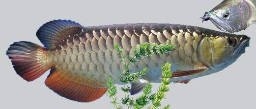 銀龍魚(yú)的家庭養(yǎng)殖方法