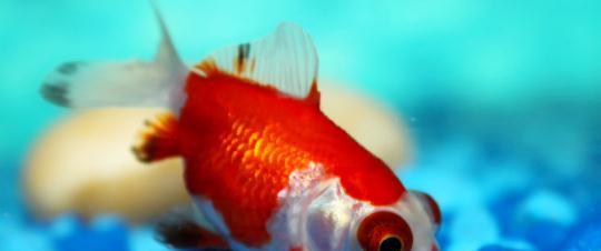 教你正確飼養(yǎng)金魚的方法
