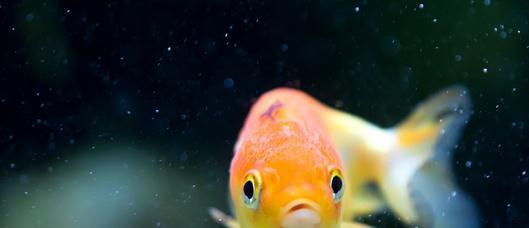 家庭養(yǎng)魚有什么好方法嗎？