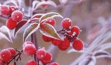 2022霜降后可以穿棉襖嗎-霜降后天氣有哪些變化