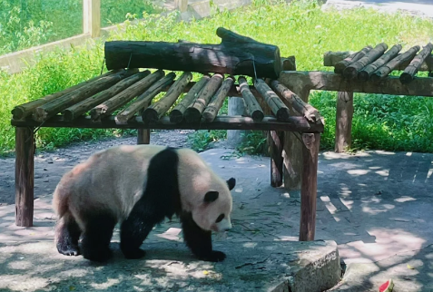 重慶動物園里面有熊貓嗎-重慶動物園門票哪里買便宜