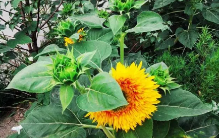 向日葵一天中什么時(shí)候開花-一天中什么時(shí)間去看向日葵田