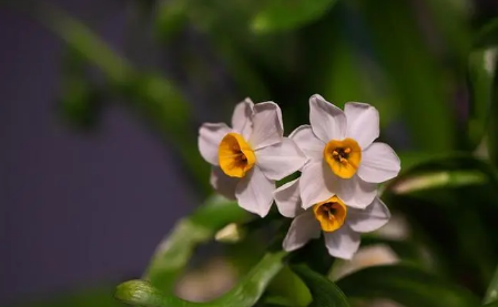 水仙花在一天的幾點(diǎn)鐘開(kāi)花-水仙花一般養(yǎng)多長(zhǎng)時(shí)間才能開(kāi)花